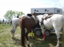 PASEO CABALLISTA A CASTILVIEJO 2015