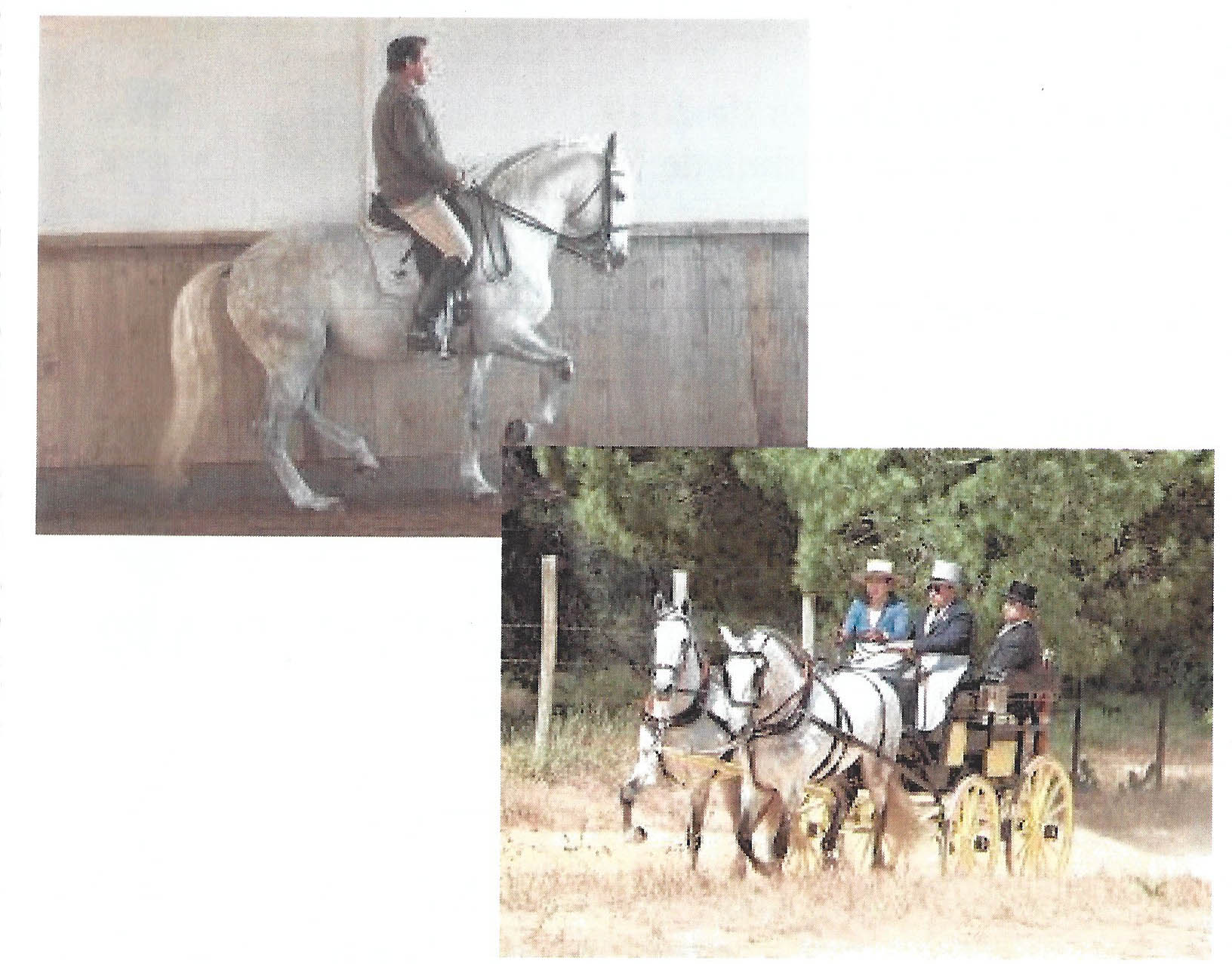 Jornadas del Club Caballista
